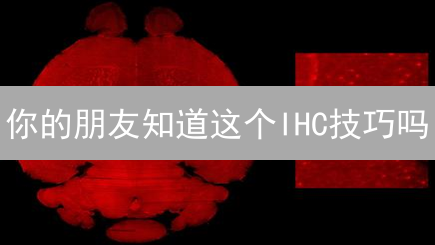你的朋友知道这个IHC技巧吗？：新手如何安全购买并存储InflationHedgingCoin(IHC)？
